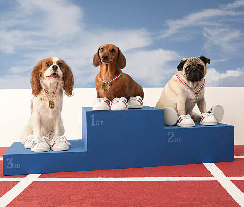 The Top Dogs